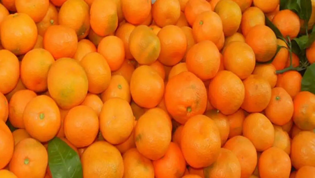 6 bin 100 kilogram mandalina imha edildi