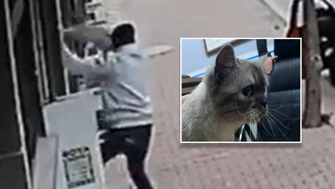 Balkona tırmanıp cins kediyi çaldı