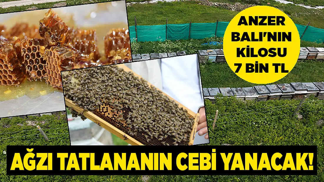 Anzer Balı'nın kilosu 7 bin TL