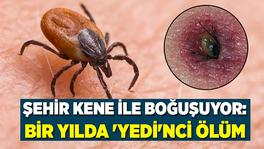 Bir şehir kene ile boğuşuyor: Bir yılda 'yedi'nci ölüm