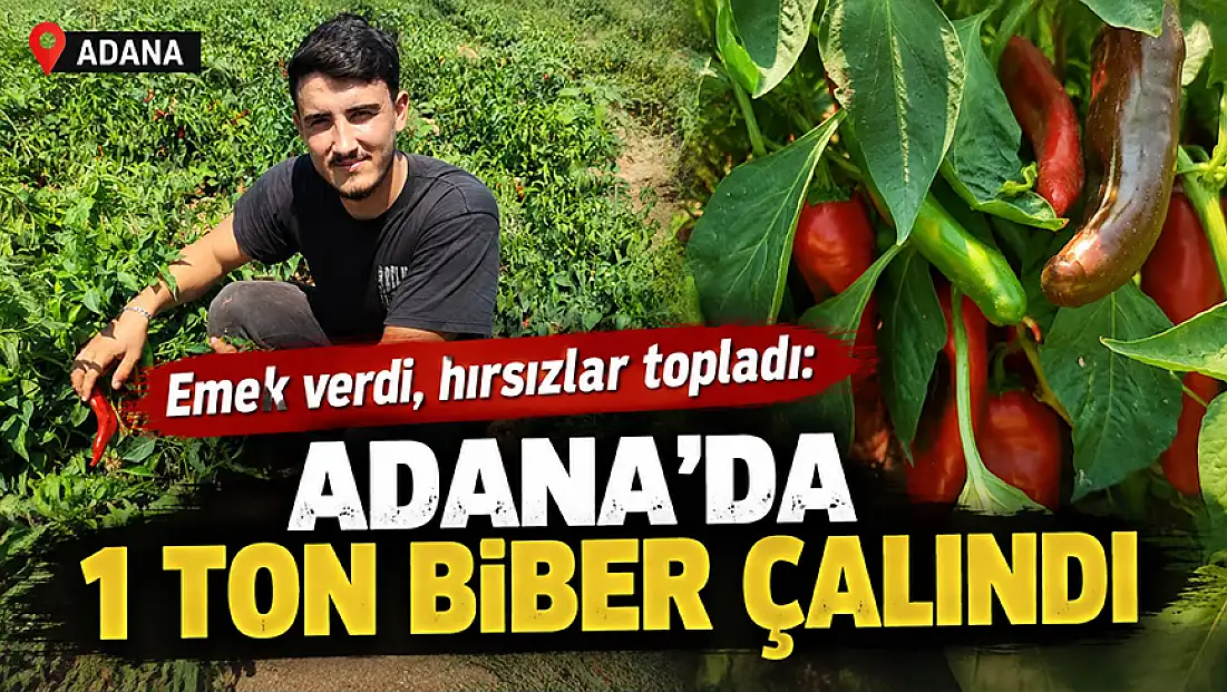 Emek verdi, hırsızlar topladı: Adana’da 1 ton biber çalındı