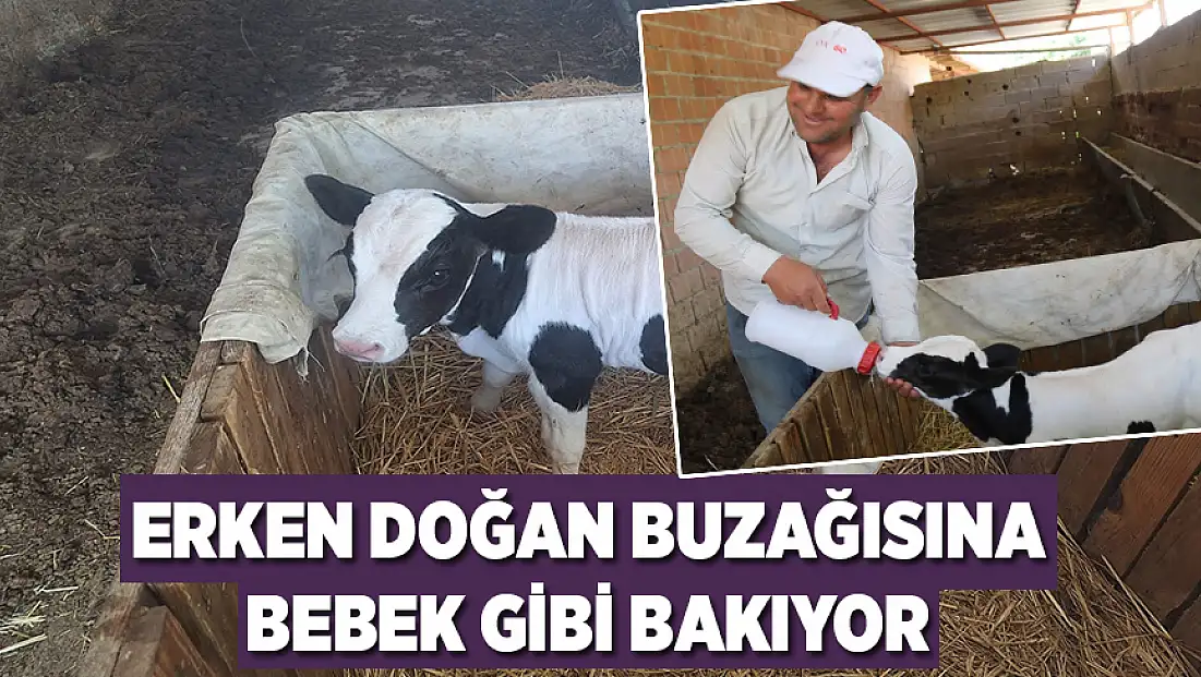 Erken doğan buzağısına bebek gibi bakıyor