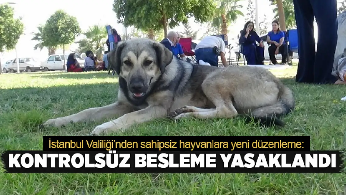 İstanbul Valiliği’nden sahipsiz hayvanlara yeni düzenleme: Kontrolsüz besleme yasaklandı