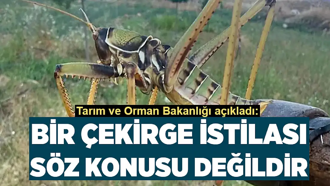 Tarım ve Orman Bakanlığı: Bir çekirge istilası söz konusu değildir