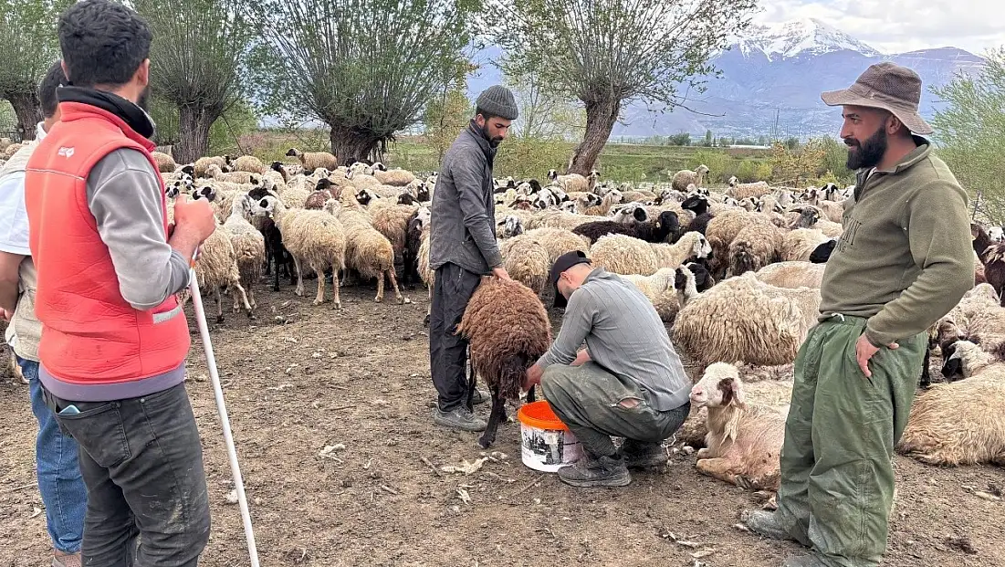 Türkiye’de ilk: Çobanlar asgari ücretle göreve başladı