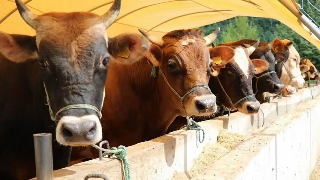 Bakan Yumaklı: Kurban Bayramı'nda 3 Milyon 330 Bin Hayvan Kesildi