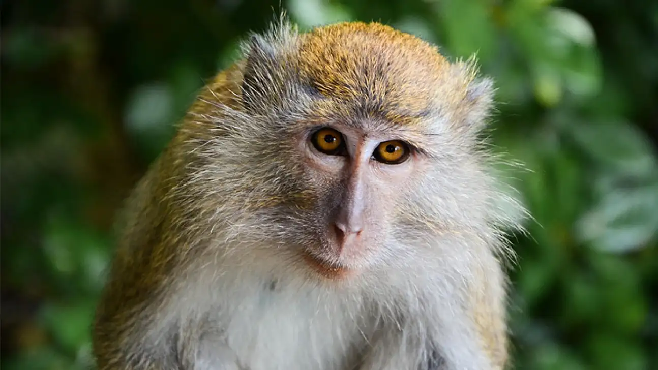Çin, maymun beyninden esinlenen bilgisayar geliştirdi