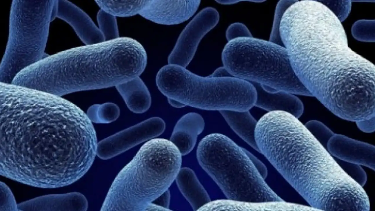 Sağlık Bakanlığı: Türkiye'de vibrio kaynaklı hastalık tespit edilmedi