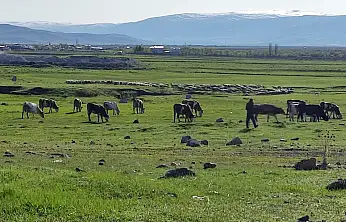 Ardahan'da kuduz alarmı: Bölge karantinaya alındı
