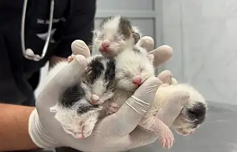 Böyle vicdansızlık görülmedi! Çöpten 5 yavru kedi çıktı