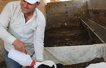 Erken doğan buzağısına bebek gibi bakıyor