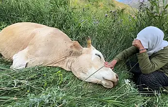 Gözyaşları karşılıksız kalmadı: Bir inek gitti, 12 büyükbaş geldi