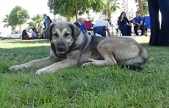 İstanbul Valiliği'nden sahipsiz hayvanlara yeni düzenleme: Kontrolsüz besleme yasaklandı