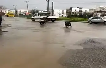Sağanak Bodrum'u vurdu: Asfaltta balık yağdı, vatandaş eliyle topladı
