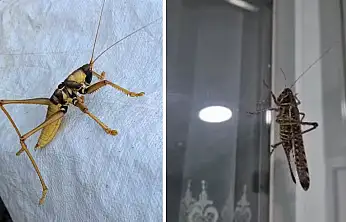 Tarım ve Orman Bakanlığı: Bir çekirge istilası söz konusu değildir