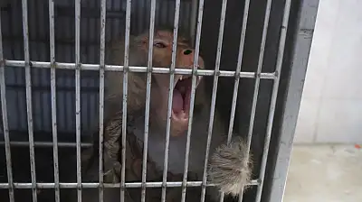 Ortalığı birbirine katan firari maymun, kadını yaraladı
