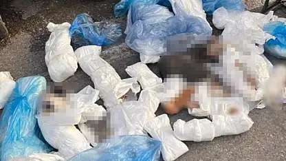 33 ölü kedi soruşturmasında yeni gelişme: Veteriner hekim yeniden gözaltında