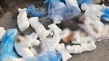 33 ölü kedi soruşturmasında yeni gelişme: Veteriner hekim yeniden gözaltında