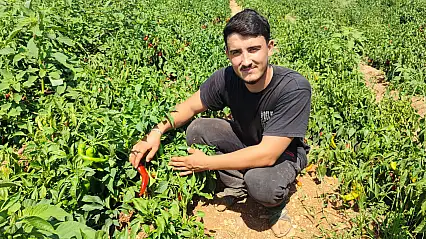 Emek verdi, hırsızlar topladı: Adana'da 1 ton biber çalındı
