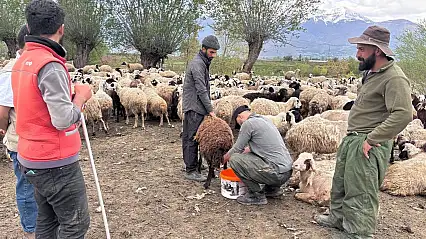 Türkiye'de ilk: Çobanlar asgari ücretle göreve başladı