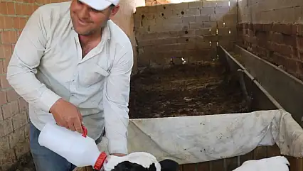 Erken doğan buzağısına bebek gibi bakıyor