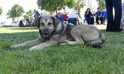 İstanbul Valiliği'nden sahipsiz hayvanlara yeni düzenleme: Kontrolsüz besleme yasaklandı