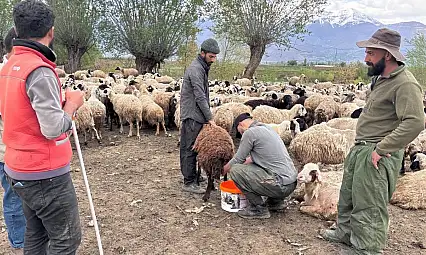 Türkiye'de ilk: Çobanlar asgari ücretle göreve başladı