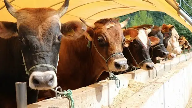 2026'dan itibaren her yıl 200 bin baş hayvan yerli üreticiden temin edilecek