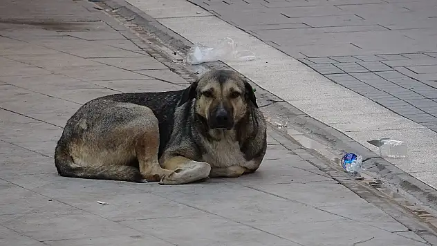 Ankara'da 52 Bin sahipsiz sokak hayvanı toplandı