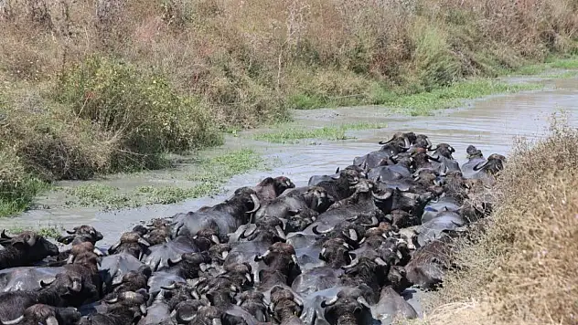 Görenler Afrika zannediyor ama burası Adana