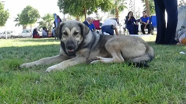 İstanbul Valiliği'nden sahipsiz hayvanlara yeni düzenleme: Kontrolsüz besleme yasaklandı