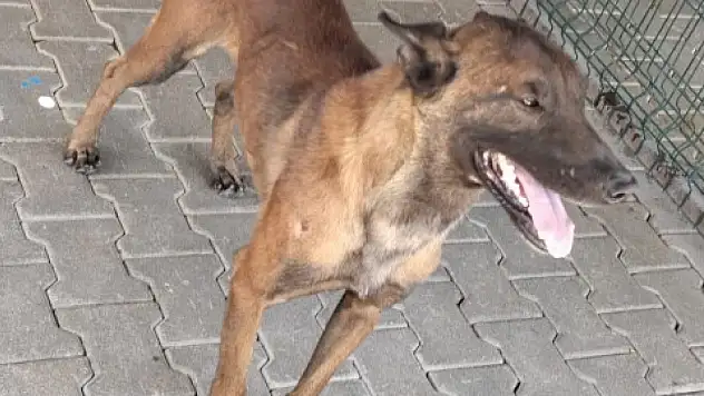 Köpek saldırısına uğrayan çocuk ağır yaralandı