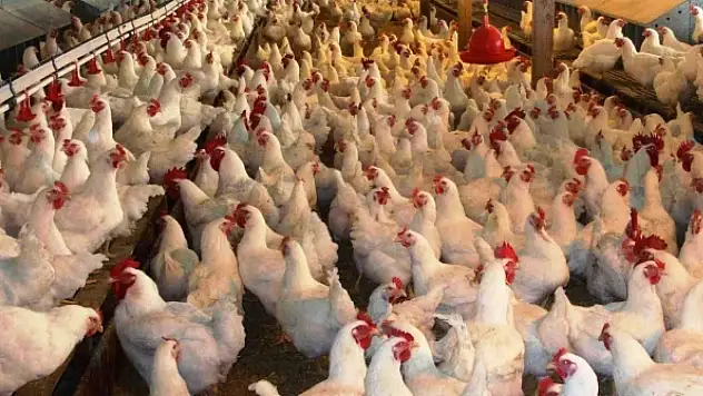 Kuş gribi yeniden görüldü: 2,5 milyon hayvan itlaf edildi