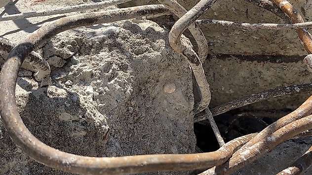 Maltepe'deki faciada dikkat çeken detay: Betonun içinden deniz kabuğu çıktı