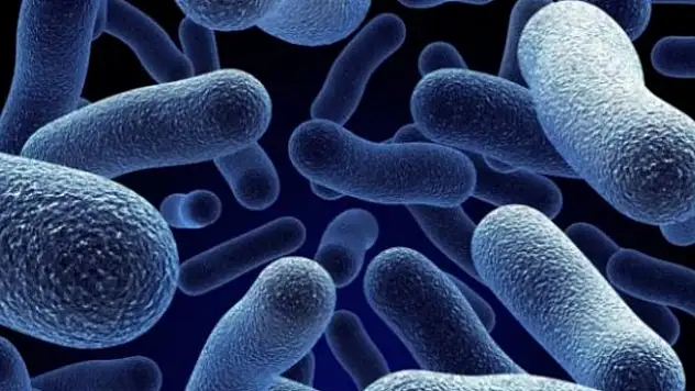 Sağlık Bakanlığı: Türkiye'de vibrio kaynaklı hastalık tespit edilmedi