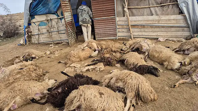 Kurdun korkusu bile yetti: Yaşanan izdihamda 64 koyun telef oldu