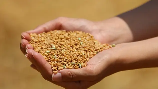 Türkiye'den 5 Ayda 5,2 Milyar Dolarlık hububat ve bakliyat ihracatı