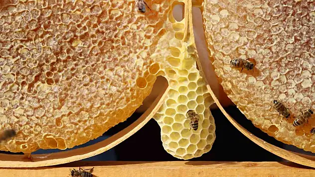 Türkiye'nin en ballı şehirleri: İlk 10'da hangi iller var?