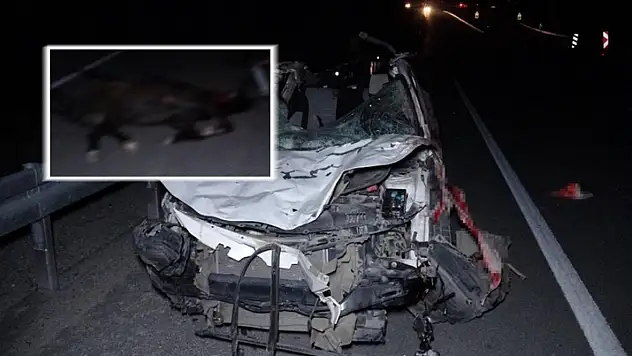 Yarış atları karayoluna çıktı: Zincirleme kazada taylar telef oldu