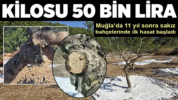 11 yıl sonra sakız bahçelerinde ilk hasat  başladı: Kilosu 50 bin lira