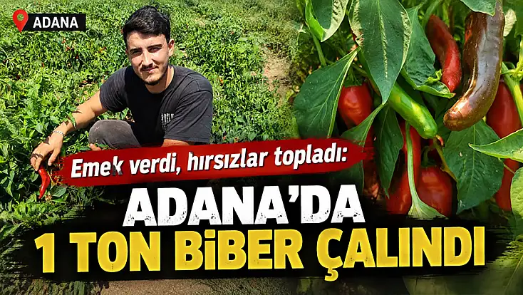Emek verdi, hırsızlar topladı: Adana’da 1 ton biber çalındı