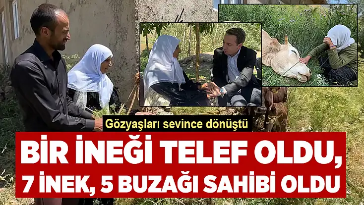 Gözyaşları karşılıksız kalmadı: Bir inek gitti, 12 büyükbaş geldi