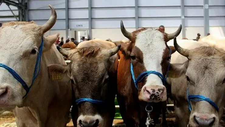 2025 yılı vekaletle kurban kesim bedelleri açıklandı