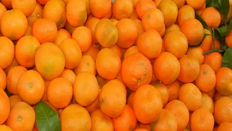 6 bin 100 kilogram mandalina imha edildi