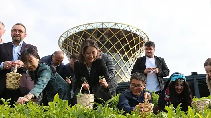 Çin'den geldiler, Türkiye'de çay topladılar