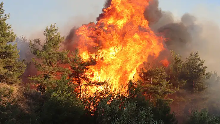 Orman yangınlarında bilanço: 9 gün, 65 yangın, 44 gözaltı