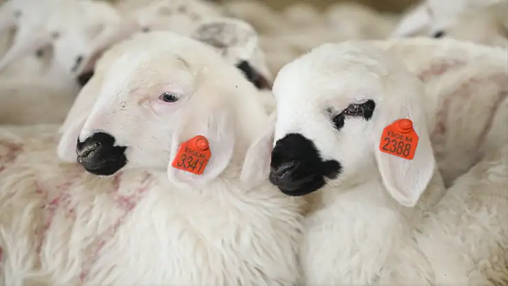 TİGEM 1200 Küçükbaş hayvan satacak