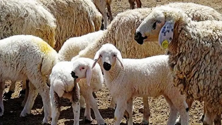 TİGEM 2 bin erkek kuzu satışı için ihale açtı