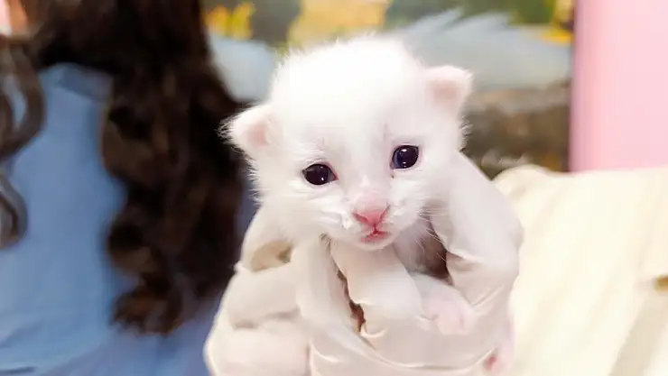 Van Kedilerinden 2025'in ilk müjdesi: 37 Yavru dünyaya geldi