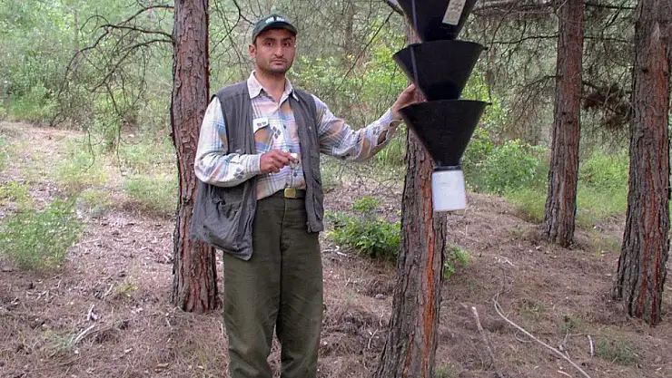 Yeni bir böcek türü keşfedildi: Eşinin adını verdi